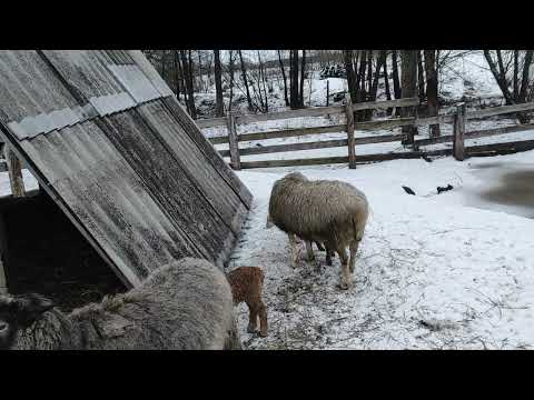 Видео: Продаю🐄 коров🤦‍♀️, коз🐐, индюков 🦃. Детский сад🐑🐏