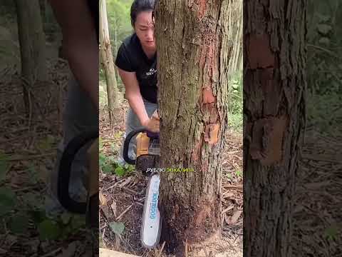 Видео: Эта женщина каждый день работает бензопилой, рубя эвкалипты в Китае и Японии.