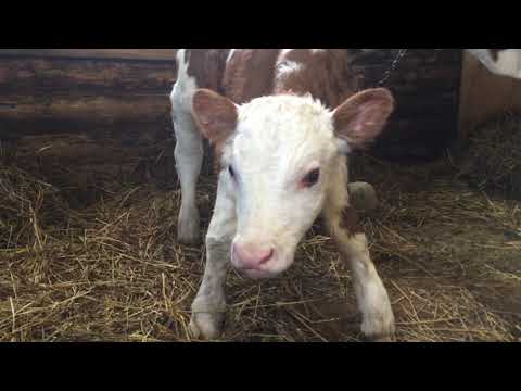 Видео: Странный отел. Телят не кормил, а на выходе получил...