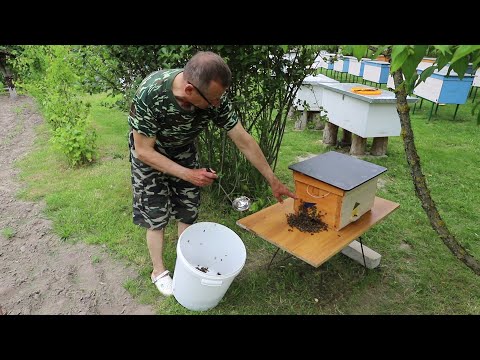 Видео: Как добавить пчел в нуклеусы?