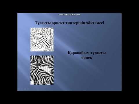 Видео: Адамның дене терісіндегі папилляр өрнектері жіктелуі, олардың құрылымдарының жалпы және жеке белгіле
