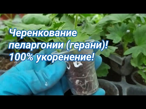 Видео: Черенкование пеларгонии (герани) быстро и просто! 100% укоренение!