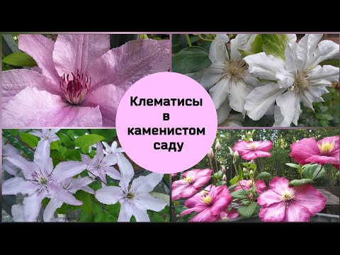 Видео: Клематисы в каменистом саду.