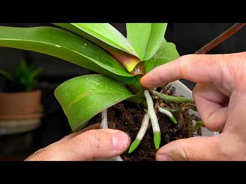 Видео: 🔴 Как пересадить орхидею дома: быстро и просто