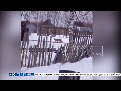 Видео: Пенсионерка перепутала дикую рысь с породистой собакой, прикормила и поселила в бане