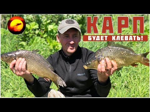 Видео: Ловля карпа / Карась и карп на фидер / Прикормка для карпа / Платная Рыбалка в Савельево