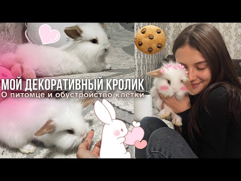 Видео: Купила декоративного кролика🐇💕 | обустраиваем клетку