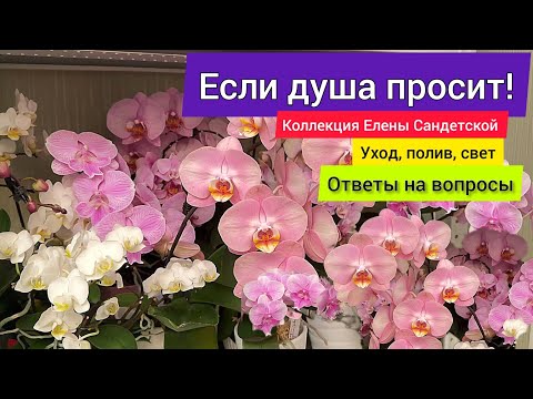 Видео: "Когда душа просит" Ответы на вопросы: уход, какие лампы, полив, самые любимые орхидеи коллекции.