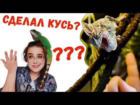Видео: ЗМЕИ, ХАМЕЛЕОНЫ, ЯЩЕРИЦЫ! ЖЕСТЬ КАКОЙ ОГРОМНЫЙ ОБЗОР МАГАЗИНА ЭКЗОТИКИ