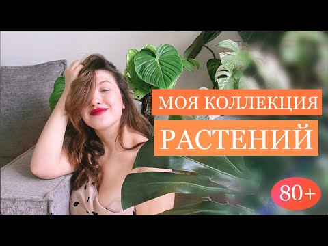 Видео: 80+ тропический растений! Моя коллекция, полный обзор