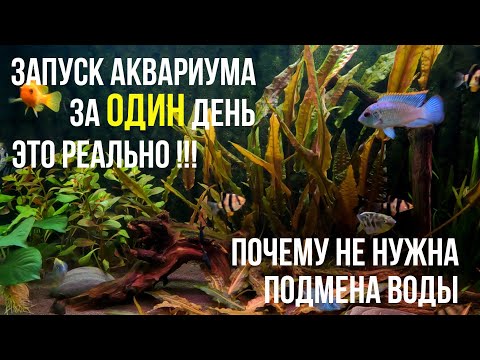 Видео: Как БЫСТРО ЗАПУСТИТЬ АКВАРИУМ, Без Вреда для Рыбок и Дополнительных Финансовых Трат