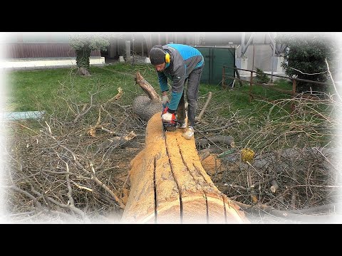 Видео: #12 Что скрывала внутри софора японская / Куда уехали дрова