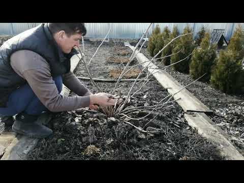 Видео: ЖИЗНЬ В САДУ, ОБРЕЗКА БУЗИНЫ ЧЕРНОЙ БЛЭК ЛЕЙС .