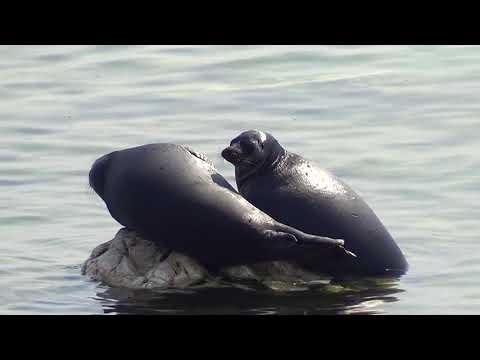 Видео: Байкальская нерпа