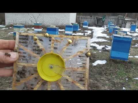 Видео: Результат зимовки Банка маток - хоть и плачевный, но есть над чем подумать.