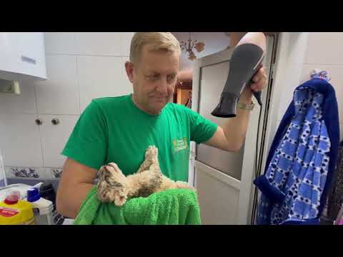 Видео: Маленьким СПАСЕННЫМ ЛЬВЯТАМ срочно нужна помощь и все Зубковы реанимируют малышей в шесть рук!