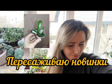 Видео: комнатные растения//новые хойи//