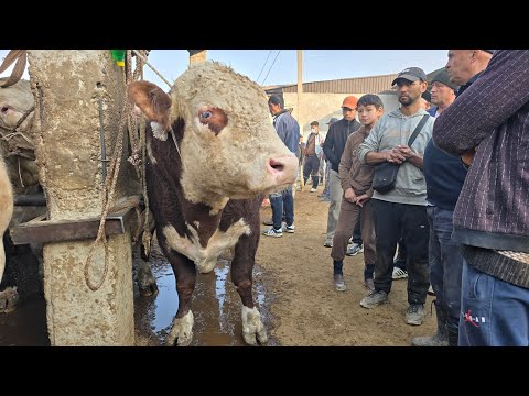 Видео: МОЛБОЗОРИ ХИСТЕВАРЗ Ш ХУЧАНД октября 2025 г. Molbozor bozor 