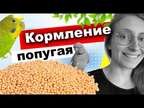 Видео: Кормление волнистых попугаев, ожереловых 🦜 Чем кормить аратингу, александрийского попугая, кореллу