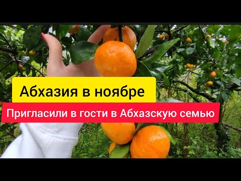 Видео: Сбор урожая в Абхазии. Сезон мандарин и хурмы открыт. Абхазия в ноябре. Абхазия 2023