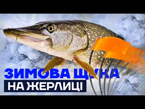 Видео: Розставив ЖЕРЛИЦІ на ЩУКУ і ...почалося!  Риболовля з льоду на ЖЕРЛИЦІ 2023!  #ЛовляНаЖерлиці