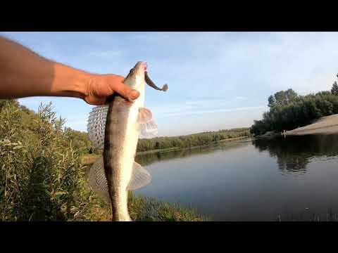 Видео: Судак в Черте Города ! Береговой ДЖИГ! Осенний Спиннинг р Десна