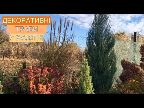 Видео: Моя маленька колекція декоративних трав 🌾