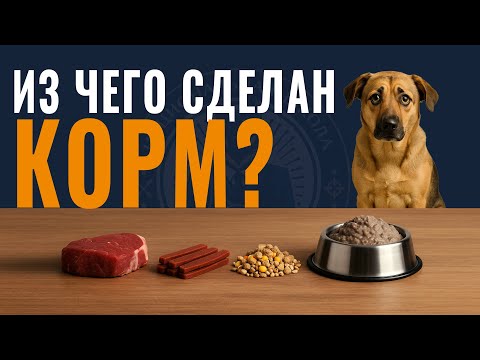 Видео: ПОЧЕМУ СОБАКИ БОЛЕЮТ ВСЁ ЧАЩЕ? ОШИБКИ ВЫБОРА КОРМА!