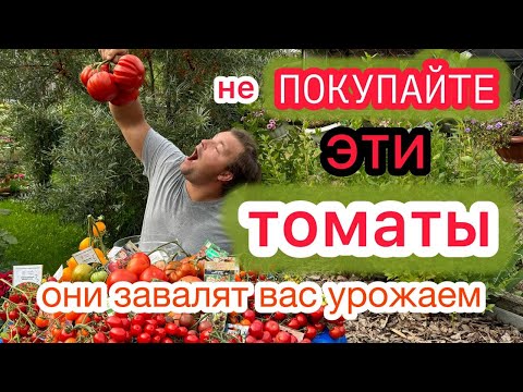 Видео: ВКУСНО - НЕВКУСНО и ТОЧКА! Простой обзор томатов: урожай 2024 года в Подмосковье