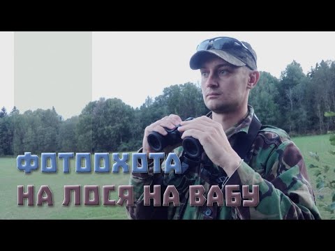 Видео: Фотоохота на лося на вабу