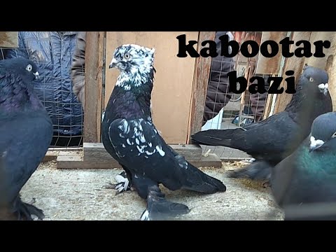 Видео: АНДИЖОН СОЙ КАБУТАР БОЗОР  ГОЛУБИНЫЙ РЫНОК УЗБЕКИСТАНА  pigeons, kabootar bazi,doves, kabutar,