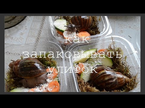 Видео: КАК ЗАПАКОВЫВАТЬ УЛИТОК ДЛЯ ОТПРАВКИ