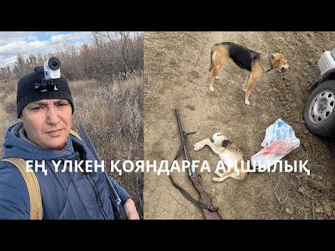 Видео: Қазақстандағы ең үлкен қояндарға иттің көмегімен аңшылық / Қоян алдымнан қашты / Аңшылық INSTINCT