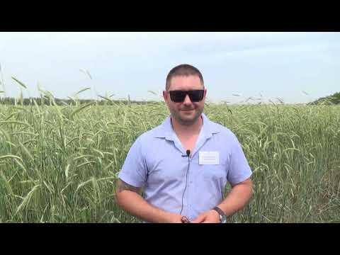 Видео: Выращивание ржи: День органического земледелия в «Био-хуторе Петровском»