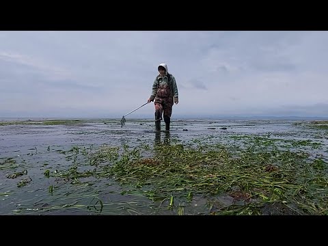 Видео: Ходим по отливу собираем моллюски. Блюдо из трубача.