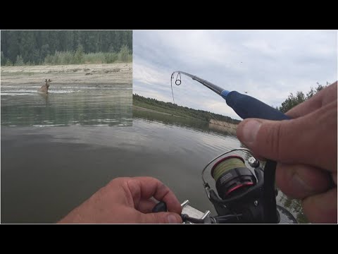 Видео: Я БЫЛ В ШОКЕ!!! ЛОСЬ ПРИГНАЛ МНЕ БОЛЬШУЮ РЫБУ!!!