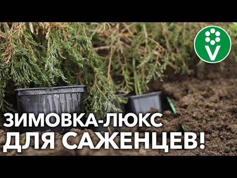 Видео: В ПРИКОПЕ И НЕ ТОЛЬКО! Как сохранить САЖЕНЦЫ ДО ВЕСНЫ с комфортом!