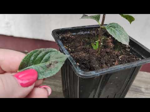 Видео: Причина пятен на листьях Самарской Лидии - проделки паутинного клеща 🕷️🕷️