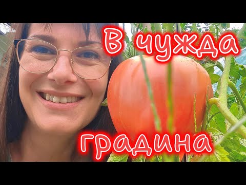 Видео: 🌿Нахлувам в чужда градина🍅