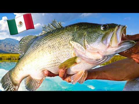Видео: Безопасно ли ловить рыбу в Мексике? (Mexico Adventure, эпизод 1)