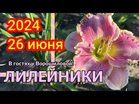 Видео: В гостях у Ворошиловой! Лилейники. Часть 2 / Сад Ворошиловой