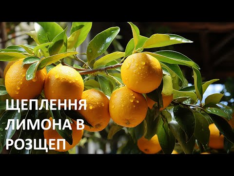 Видео: Щеплення лимона в розщеп.  Щеплюем дикий лимон культурним.  Щеплення лимона сорту Мейер 🍋
