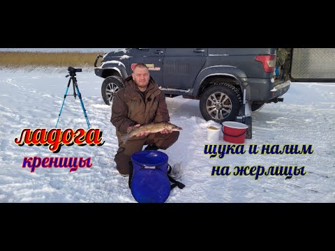 Видео: ЛАДОГА.КРЕНИЦЫ. Щука и налим на жерлицы.