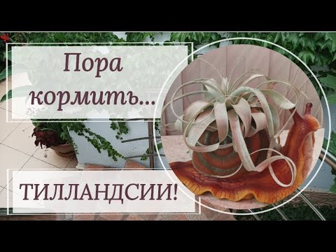 Видео: Пора кормить тилландсии! Как полить, как подкормить, как искупать, как просушить?