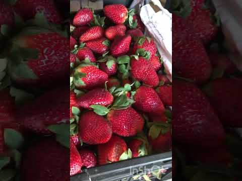 Видео: По чём клубника в ЕГИПТЕ