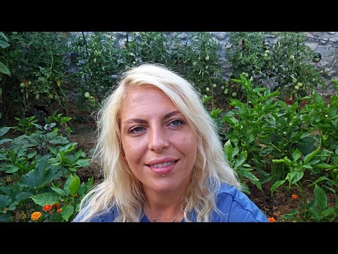 Видео: В ЗЕЛЕНЧУКОВАТА ГРАДИНА: Развитие на ДОМАТИ, пипер, патладжан и краставици