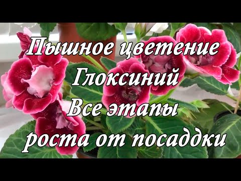 Видео: Пышное цветение Глоксиний. Все этапы роста от посадки клубней. Часть 1