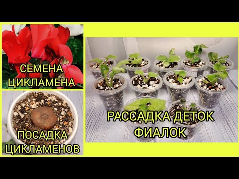 Видео: Посадка цикламенов семенами и клубнями. Отсадка и рассадка деток фиалок.