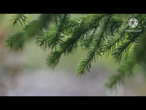 Видео: Разбор экранизаций котов воителей/SSS studio/wca animated/moonpoll.