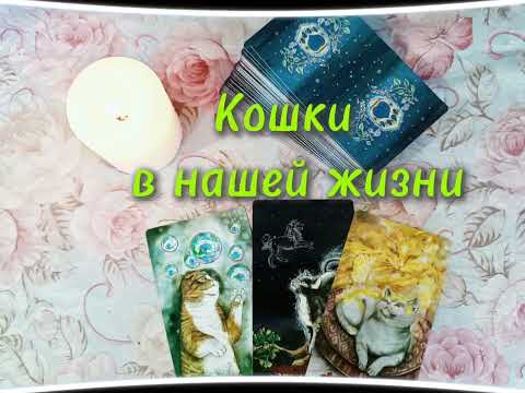 Видео: Любимые котики..Какими качествами обладают ваши питомцы.. Таро#онлайнгадание 